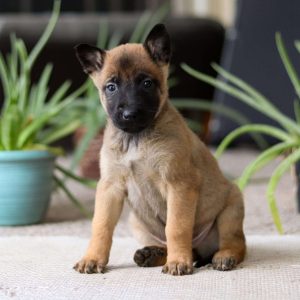 Belgian Malinois