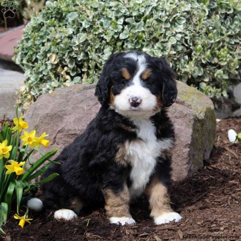Bernedoodle Puppies For Sale Greenfield Puppies