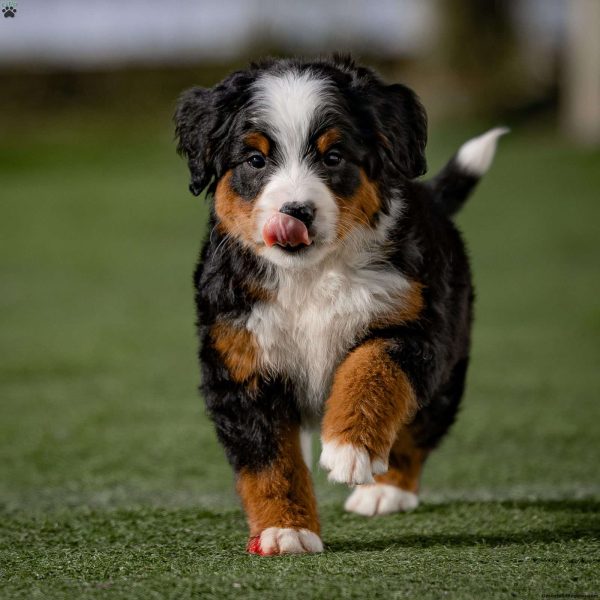 Bernedoodle Puppies For Sale Greenfield Puppies