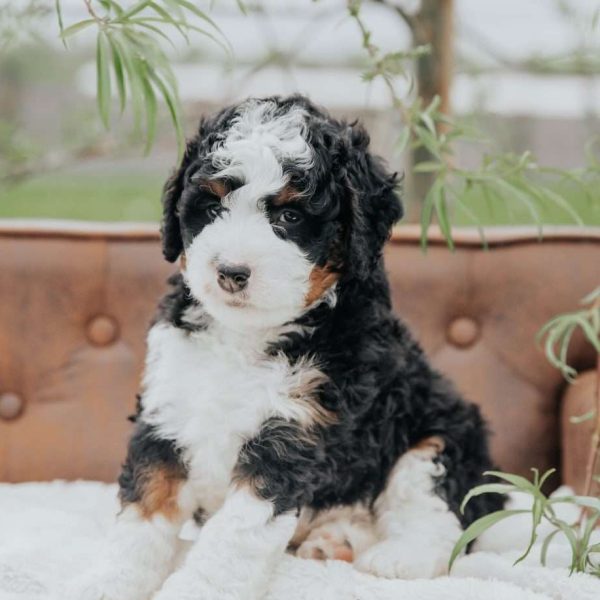 Bernedoodle