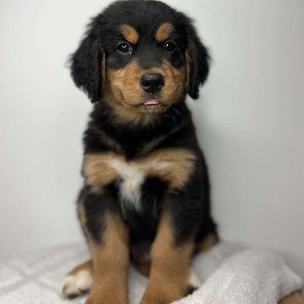 Bernese Golden Mountain Dog