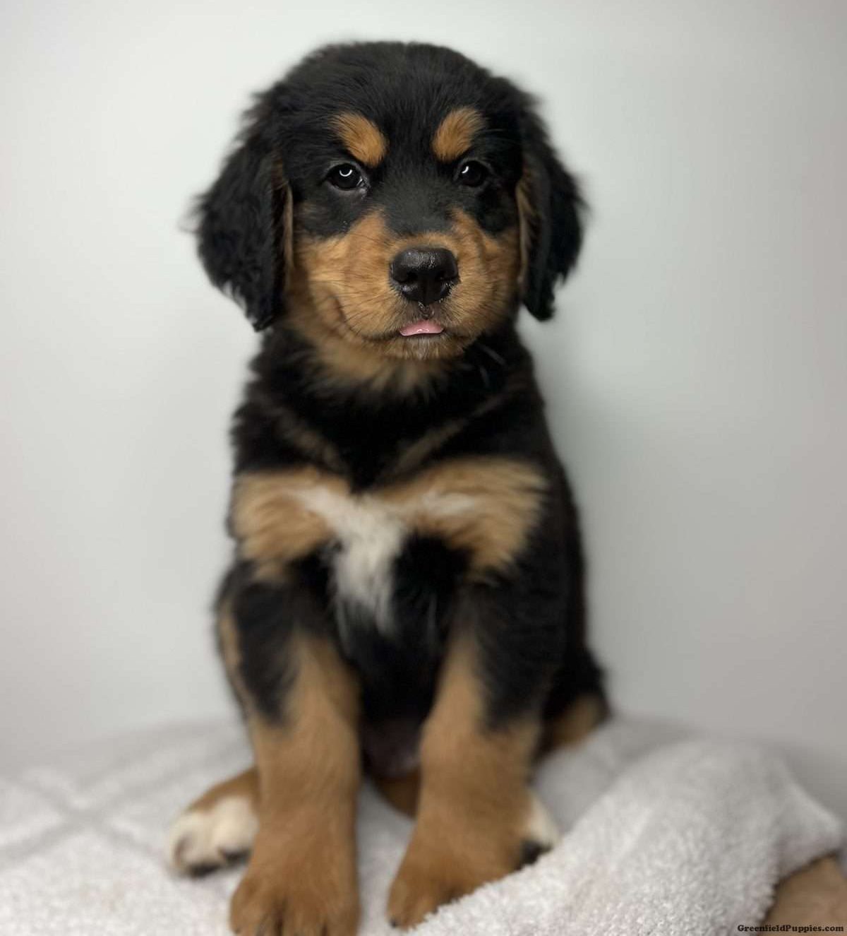 Bernese Golden Mountain Dog Puppies for Sale