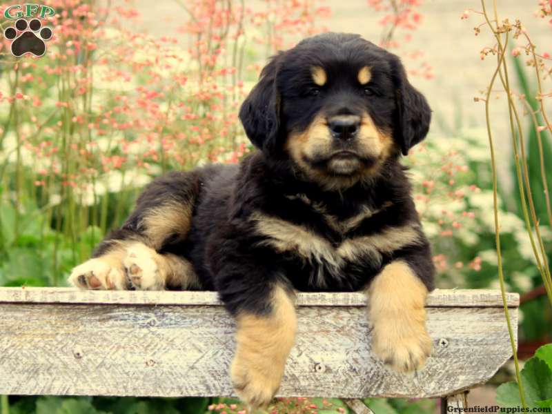 Bernese Golden Mountain Dog Puppies for Sale