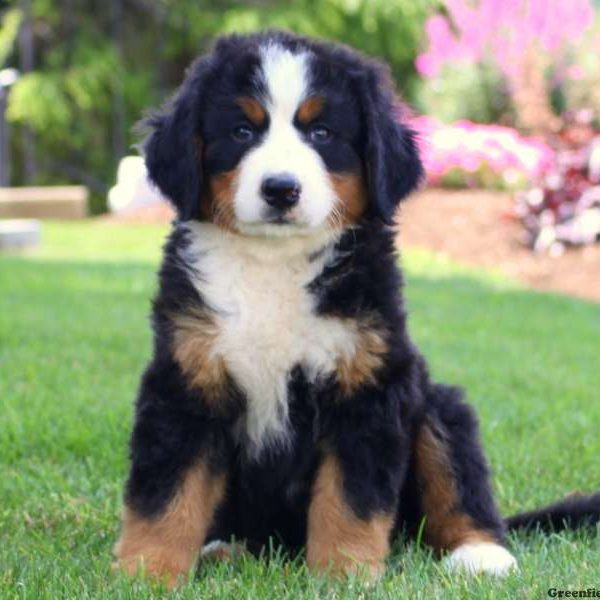 Bernese Mountain Dog Puppy