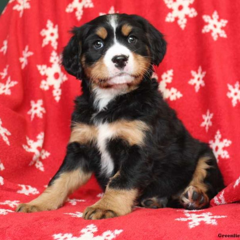 Bernese Mountain Dog Mix Puppies For Sale | Greenfield Puppies