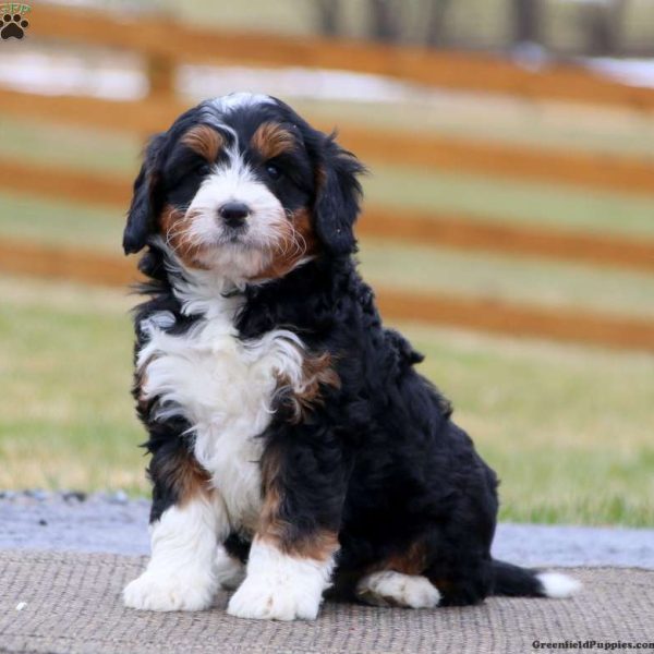 Bernese Mountain Dog Mix