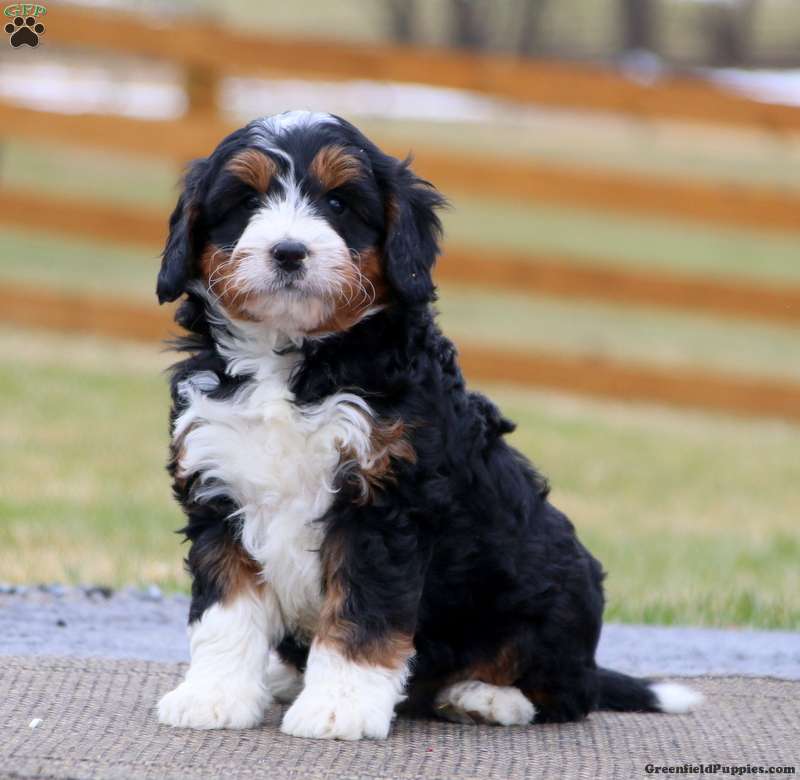 Bernese mountain dog fashion and boxer mix