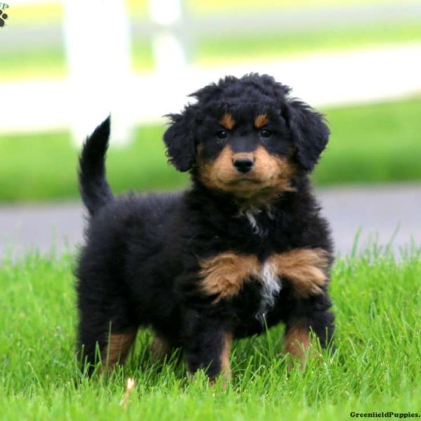 Bernese Mountain Dog Mix