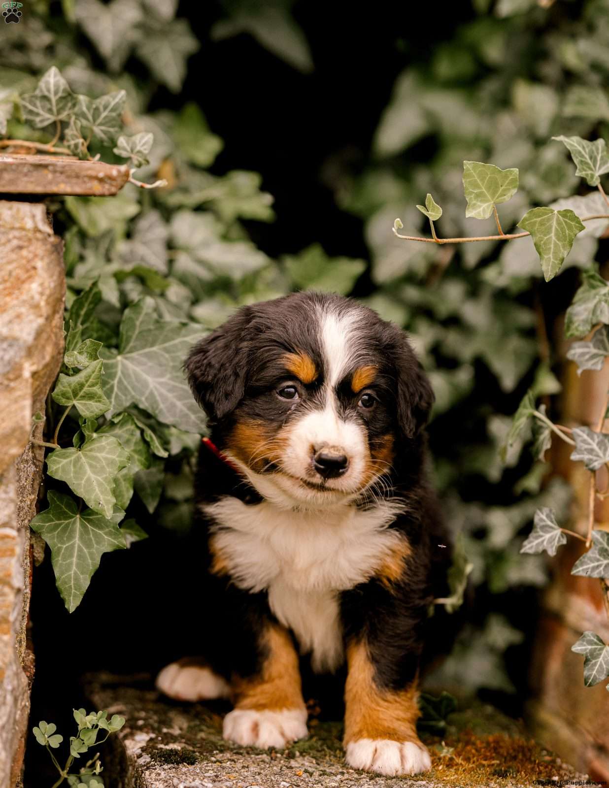 Fashion rhodesian ridgeback bernese mountain dog mix