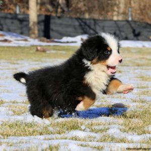 Bernese Mountain Dog