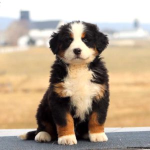 Bernese Mountain Dog