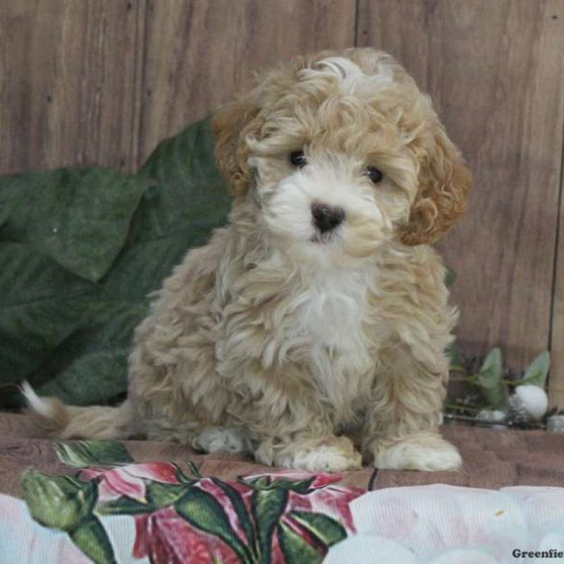 Bich-poo Puppies For Sale | Greenfield Puppies