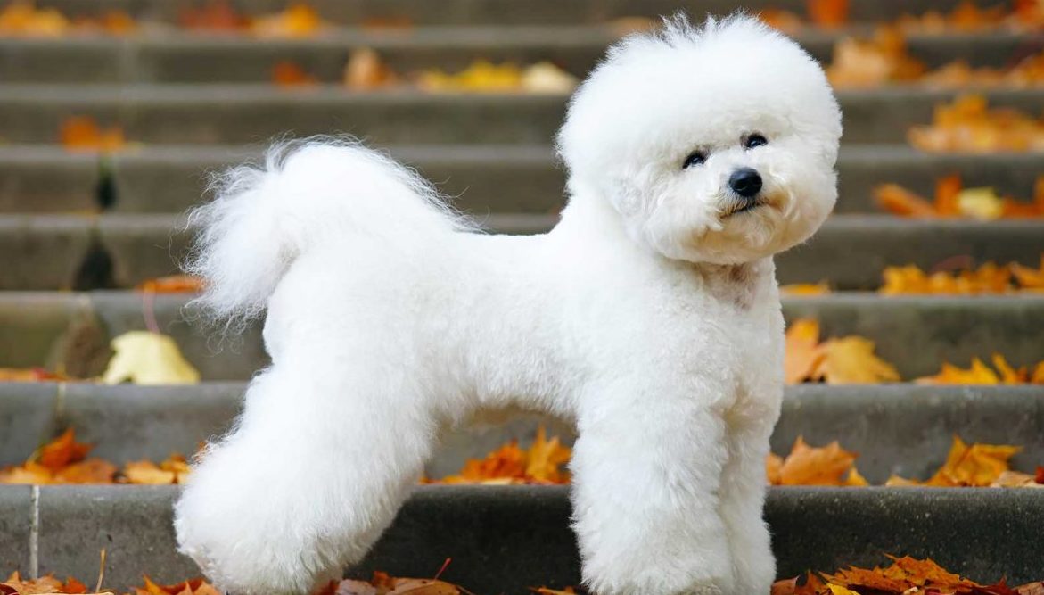 Bichon frise for store sale in iowa