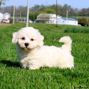 Bichon Frise