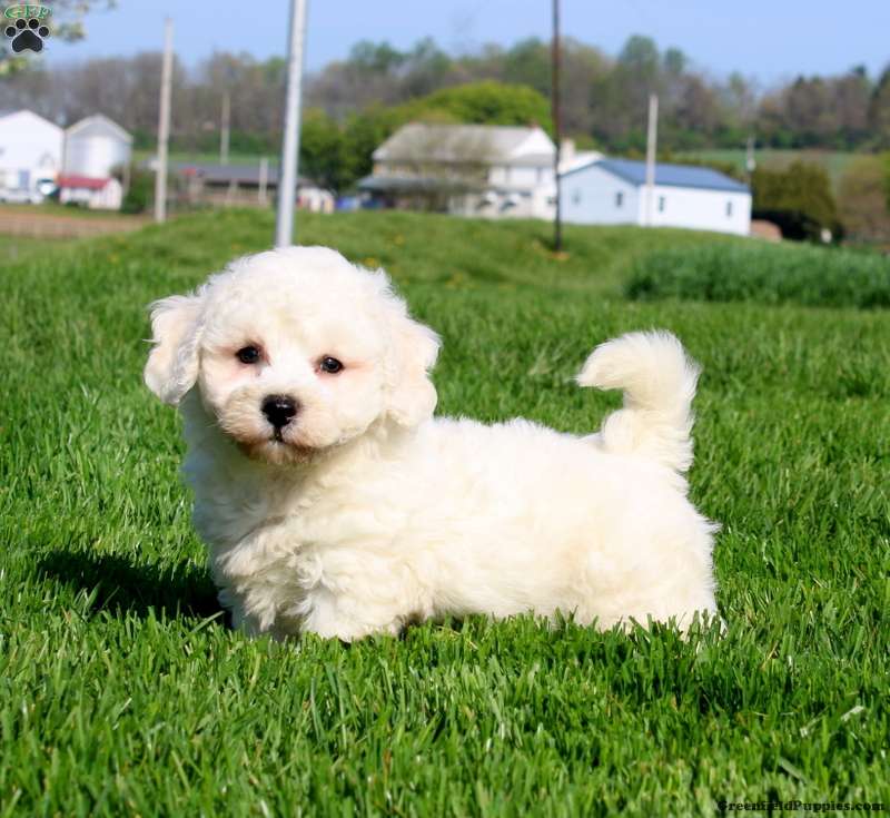 Bichon Frise Puppies For Sale Greenfield Puppies Bichon Frise Puppies For Sale Greenfield Puppies