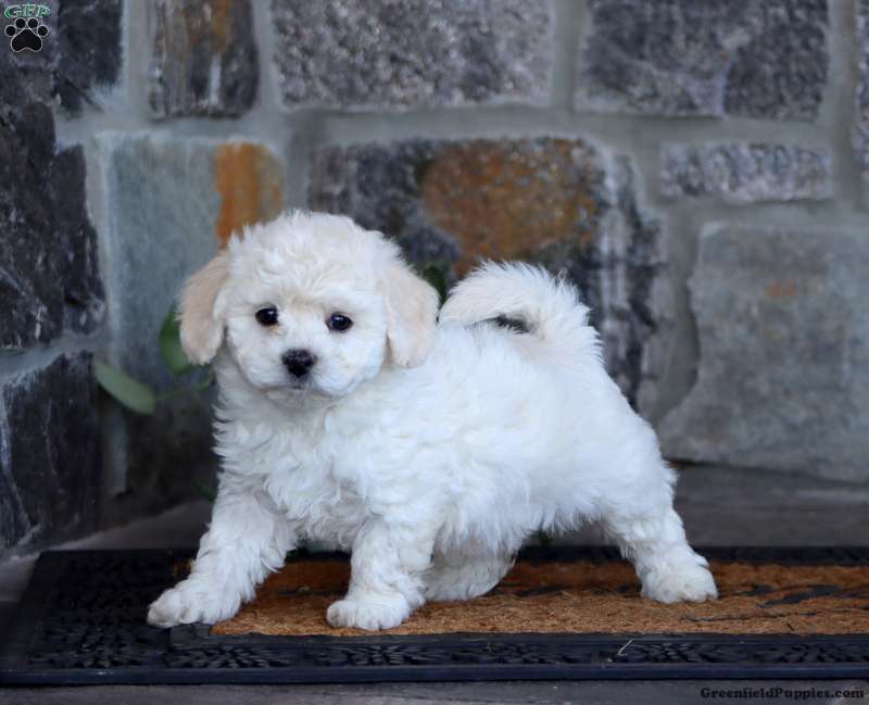 Bichon Frise Puppies For Sale Greenfield Puppies Bichon Frise Puppies For Sale Greenfield Puppies