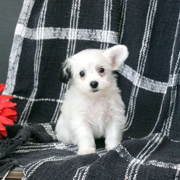 Bichon Mix