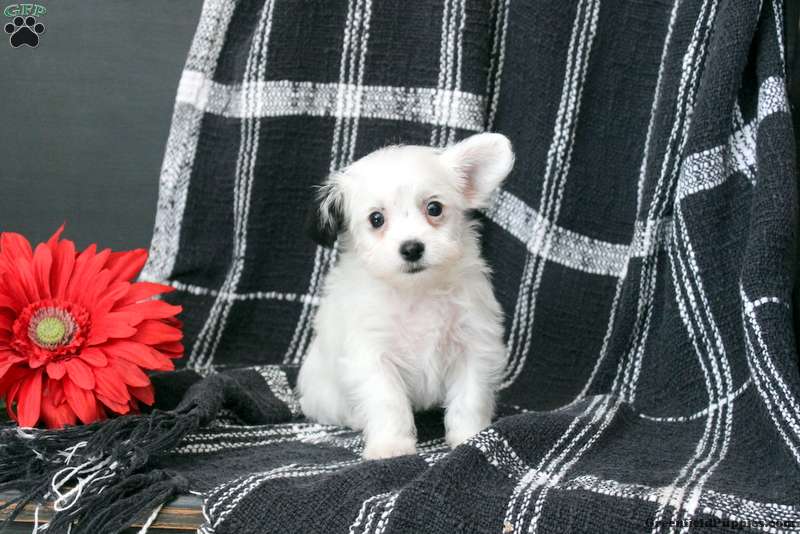 Bichon fashion chihuahua puppies for