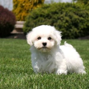 Bichon Frise