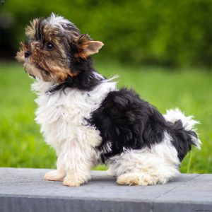Biewer Terrier