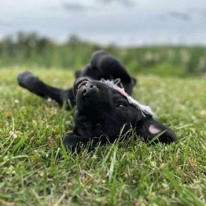 Labrador Retriever – Black