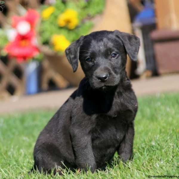 Puppies for Sale in PA