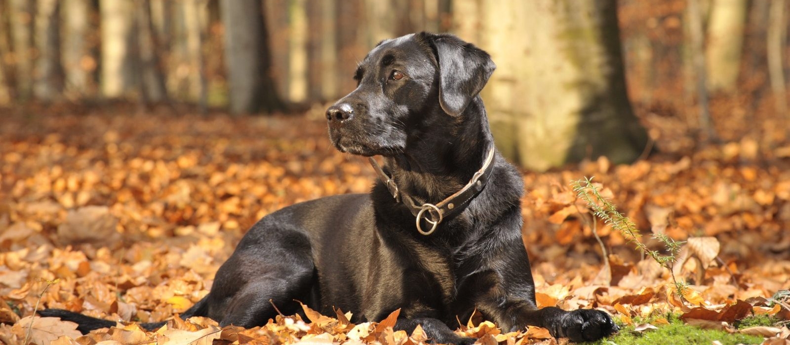 Black Labrador Retriever Puppies For Sale - Greenfield Puppies