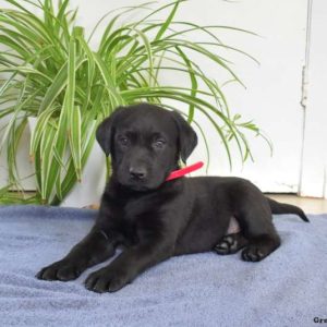 Labrador Retriever – Black