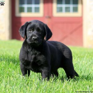 Labrador Retriever – Black