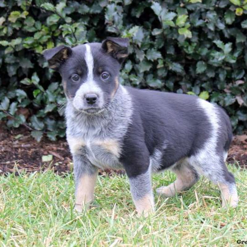 Blue Heeler Mix Puppies For Sale | Greenfield Puppies