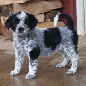 Blue Heeler Mix