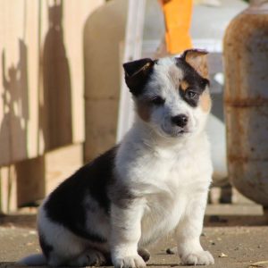 Blue Heeler Mix