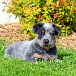 Blue Heeler – Australian Cattle Dog