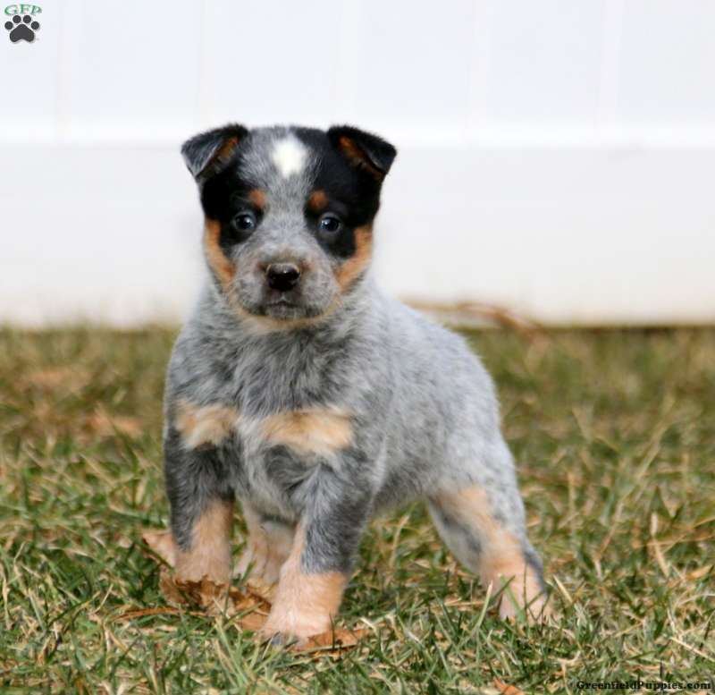 Blue Heeler Puppies For Sale Greenfield Puppies