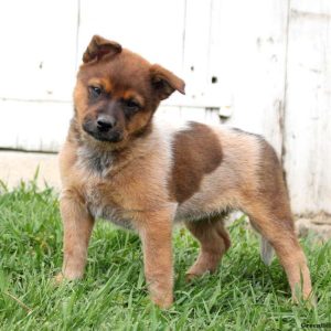 Blue Heeler – Australian Cattle Dog