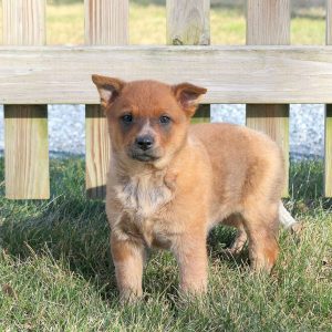 Blue Heeler – Australian Cattle Dog