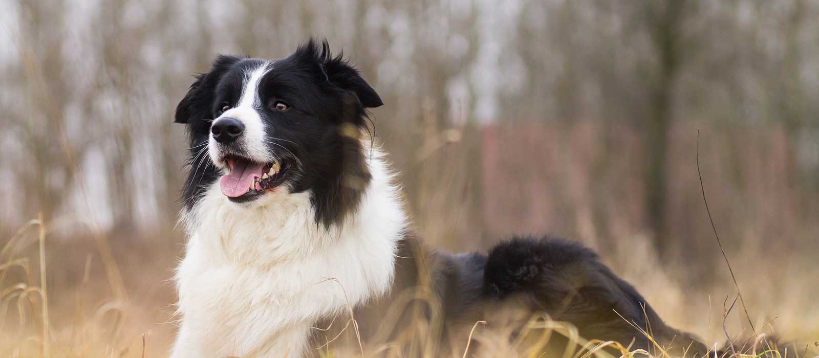 Short hair border discount collie for sale