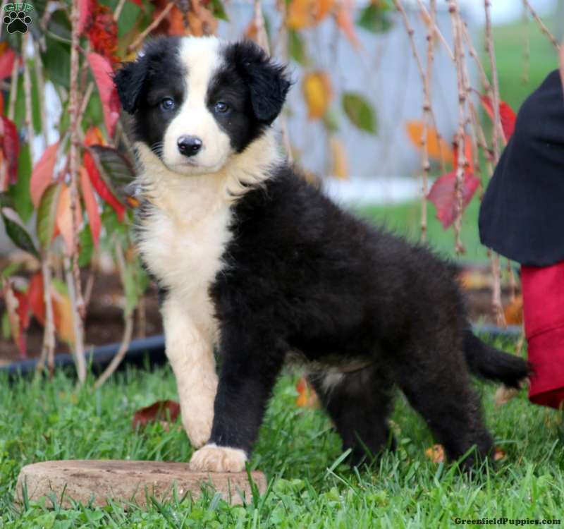 Border Collie For Sale Greenfield Puppies