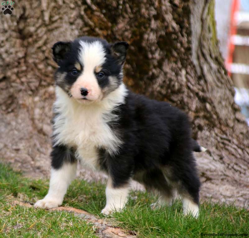Border Collie Mix Puppies For Sale | Greenfield Puppies