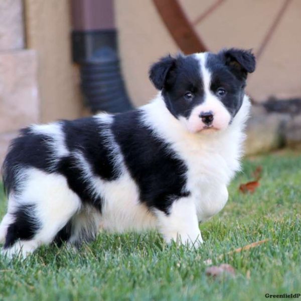Jolly Zoologisk have Tulipaner Border Collie Mix Puppies For Sale | Greenfield Puppies