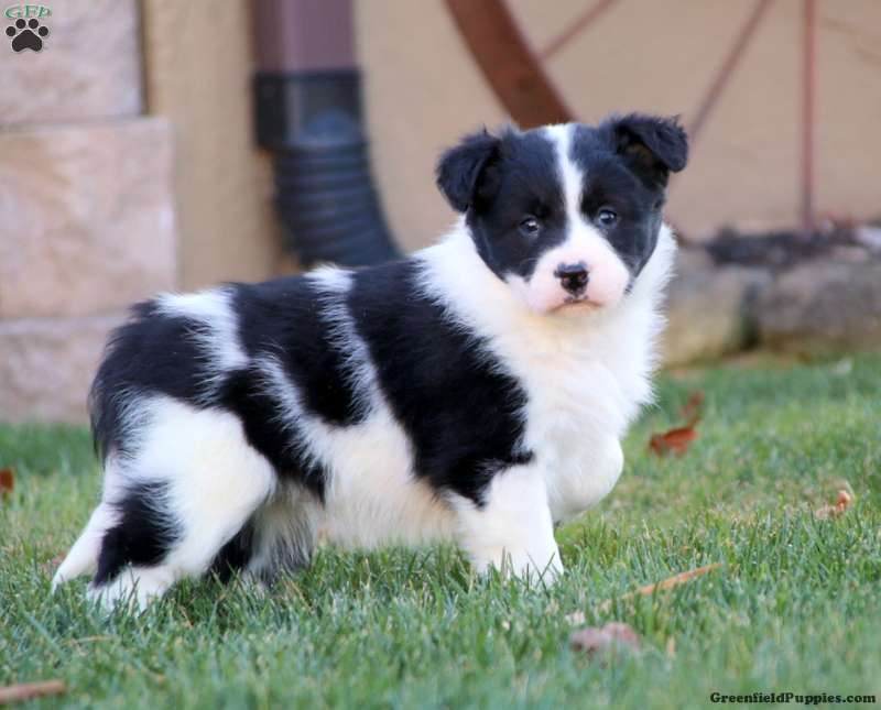 Border Collie Mix Puppies Sale | Greenfield Puppies