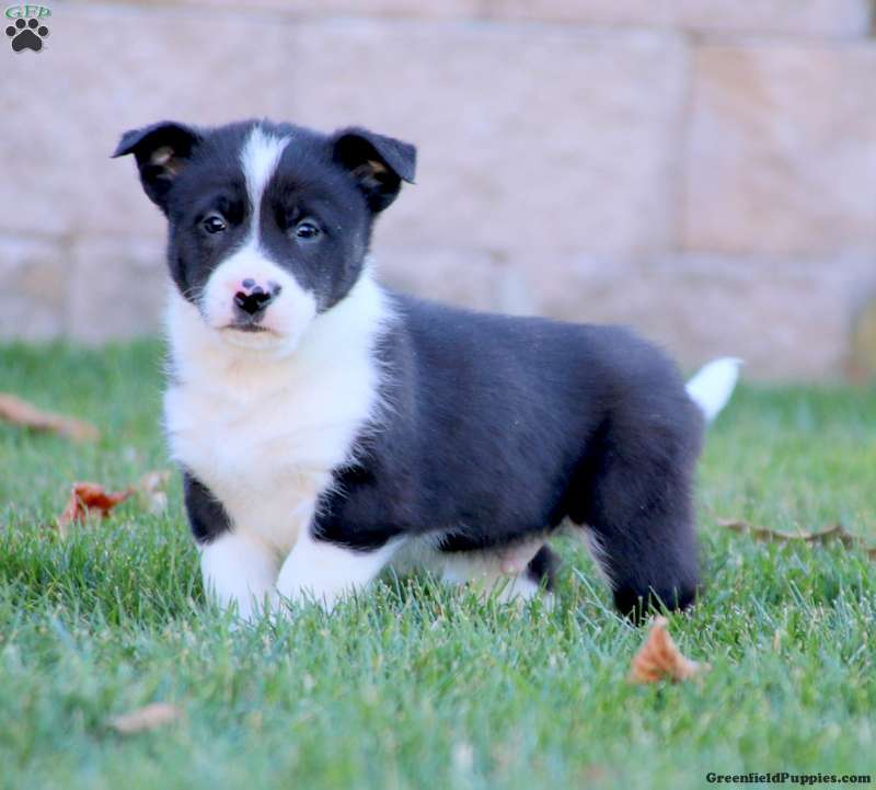 Border Collie Mix Puppies For Sale | Greenfield Puppies