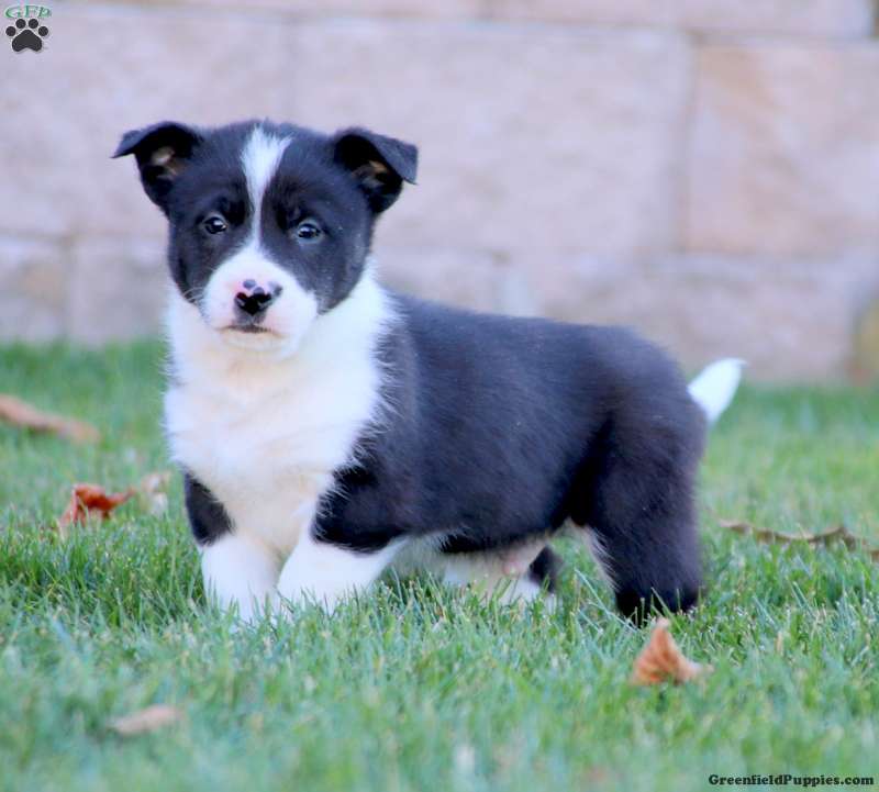 Border Collie Mix Puppies For Sale Greenfield Puppies Border Collie Mix Puppies For Sale Greenfield Puppies