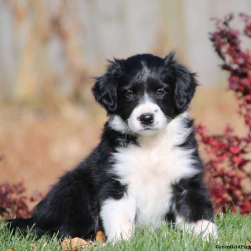 Border Collie Mix Puppies For Sale Greenfield Puppies