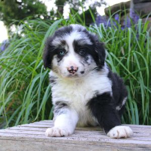 Border Collie Mix