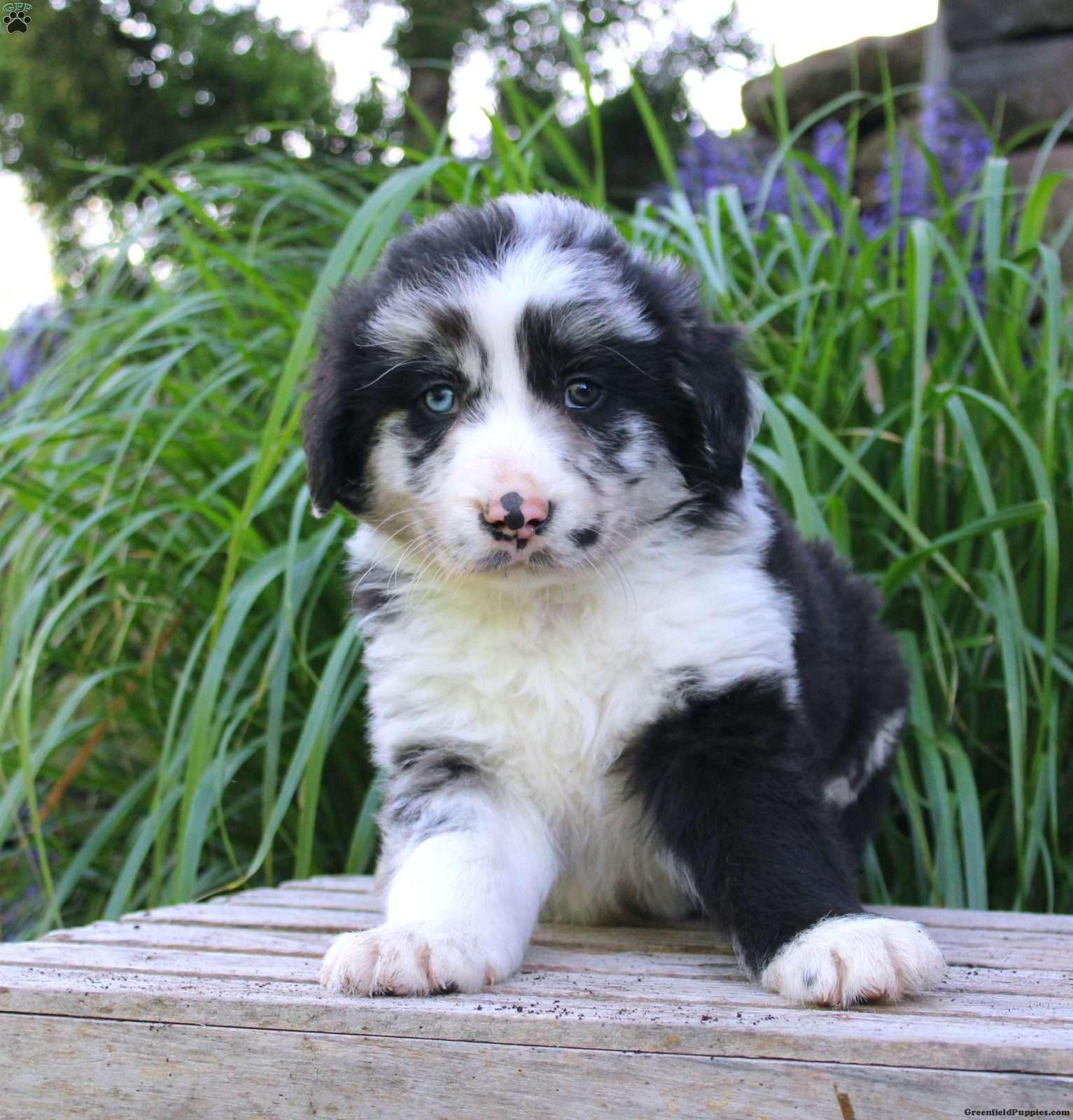 Border Collie Mix Puppies For Sale Greenfield Puppies Border Collie Mix Puppies For Sale Greenfield Puppies
