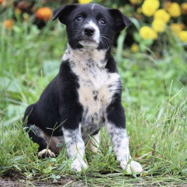 Border Collie Mix