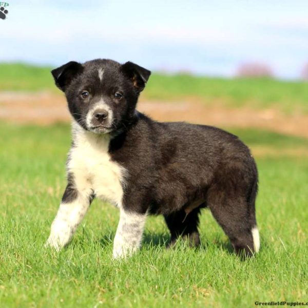 Border Collie Mix