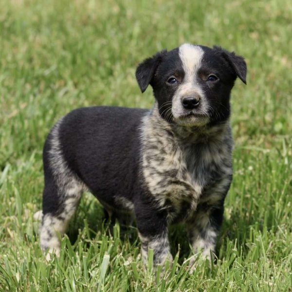 border collie dalmatian husky mix