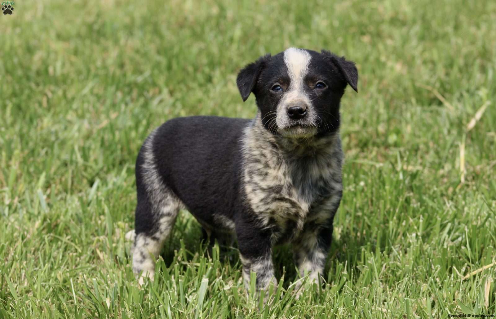 son border collie retrievers